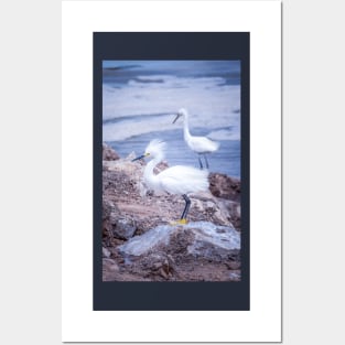 Proud Snowy Egret Posters and Art